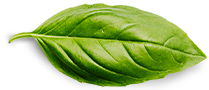 Beranda Basil Leaf
